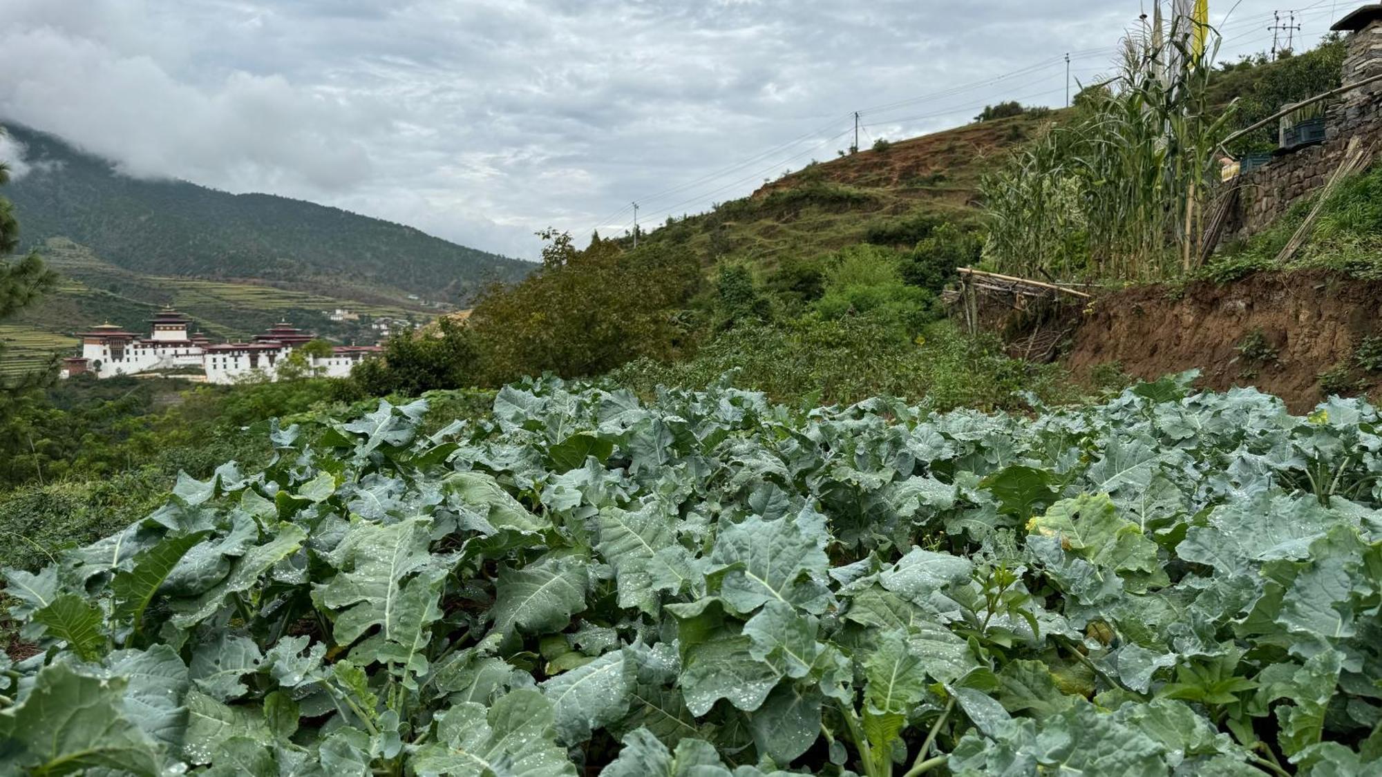 Wangdue Ecolodge Wangdue Phodrang المظهر الخارجي الصورة